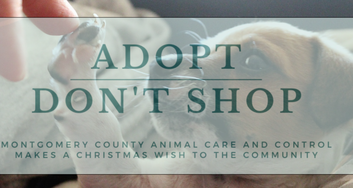 Adopt, don’t shop! at Montgomery County Animal Care & Control